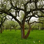 durchsichtiger Baum