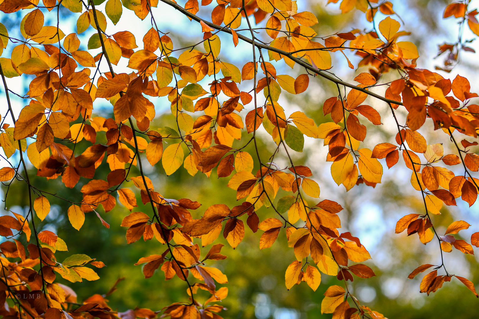 Durchsichtiger Blättervorhang