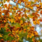 Durchsichtiger Blättervorhang