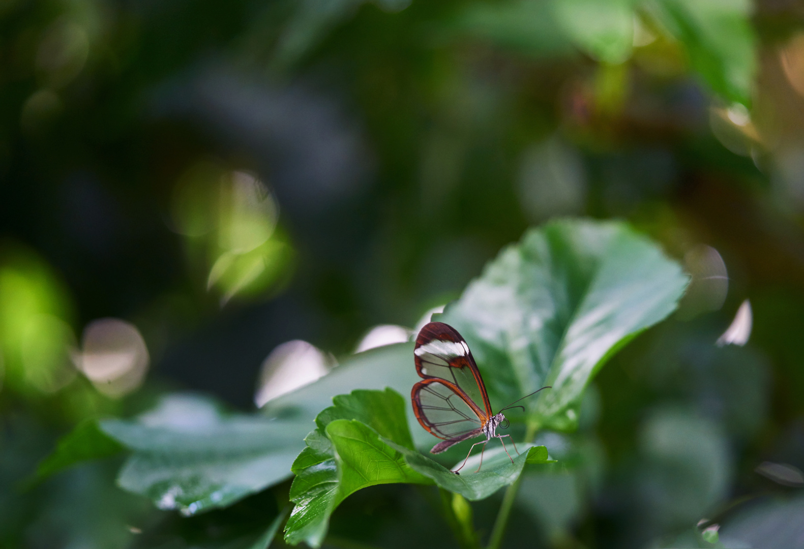 durchsichtiger Schmetterling