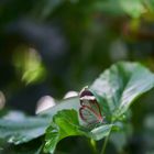 durchsichtiger Schmetterling