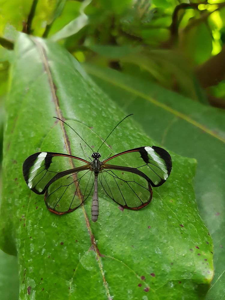 durchsichtiger Schmetterling Glasflügelfalter