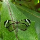 durchsichtiger Schmetterling Glasflügelfalter