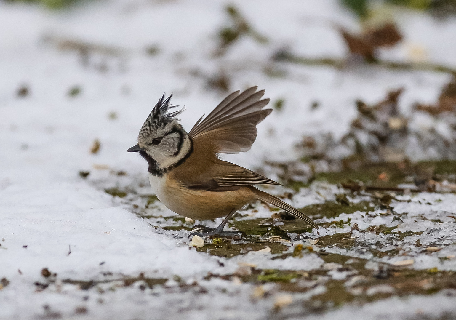 Durchstarten bei Schnee