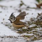 Durchstarten bei Schnee