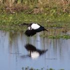 Durchstarten einer Muscovy-Ente