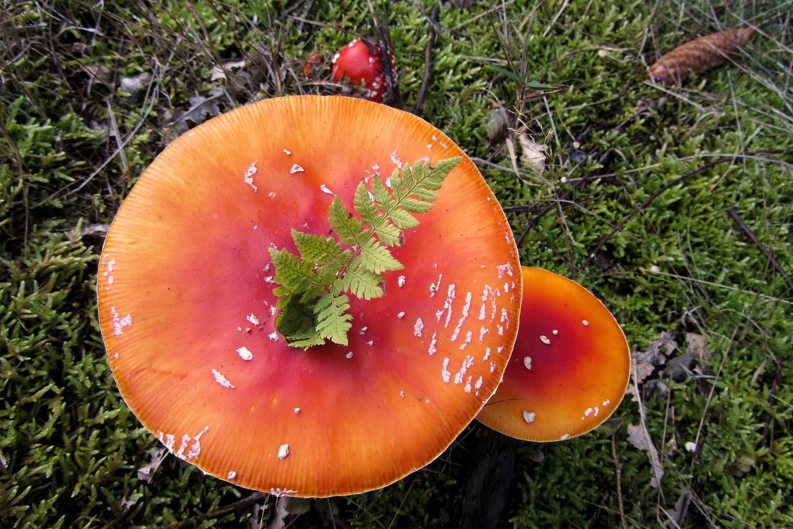 durchwachsen - ungewöhnliche Vereinigung im Odenwald