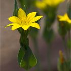 Durchwachsenblättrige Bitterling (Blackstonia perfoliata).-