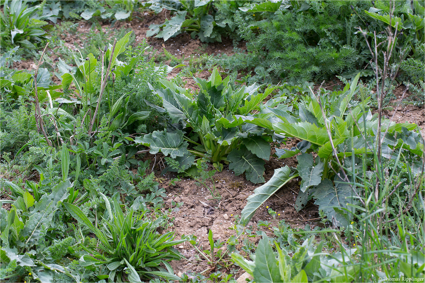 Durchwachsene Silphie (Silphium perfoliatum).