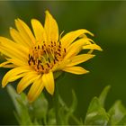 Durchwachsene Silphie (Silphium perfoliatum)....