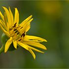 Durchwachsene Silphie (Silphium perfoliatum).