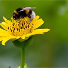 Durchwachsene Silphie (Silphium perfoliatum)...