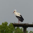 Durchziehender Storch in Dinker