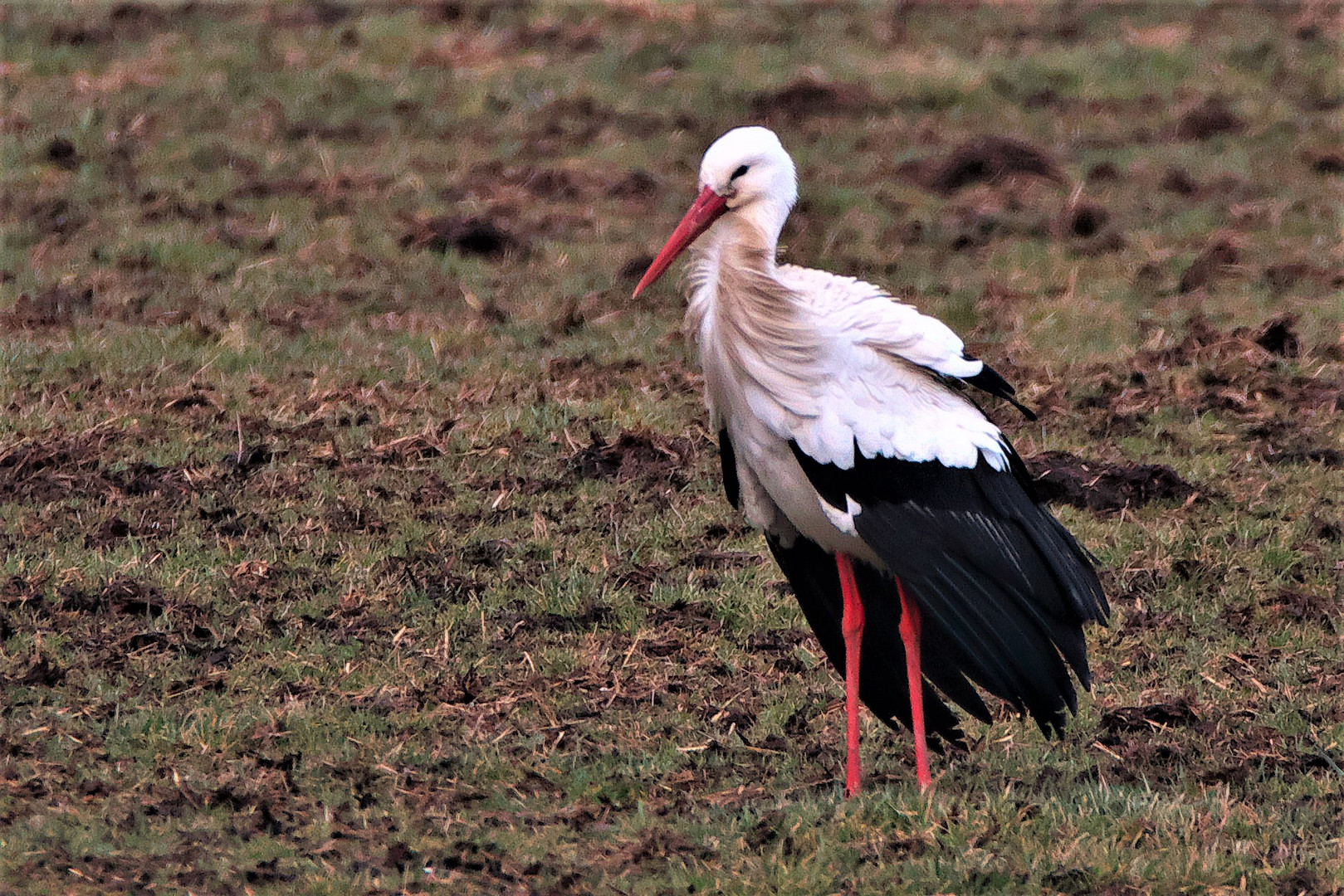 Durchziehender  Weißstorch / Bild 1