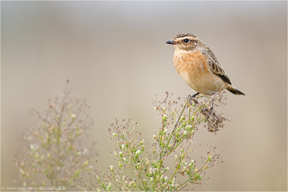 Durchzügler Foto & Bild tiere, wildlife, wild lebende vögel Bilder