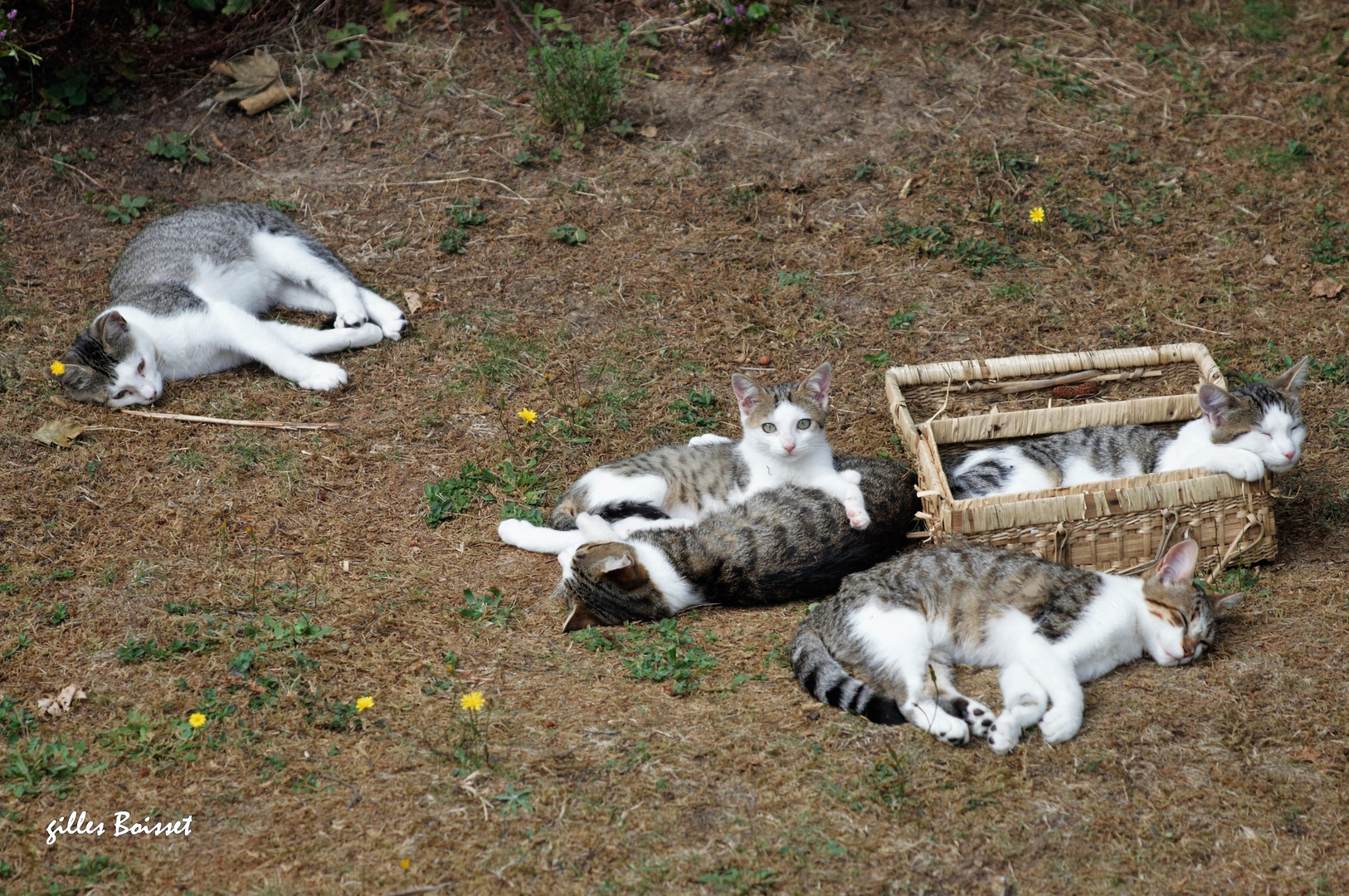 Dure, la vie de squatteurs de jardin !