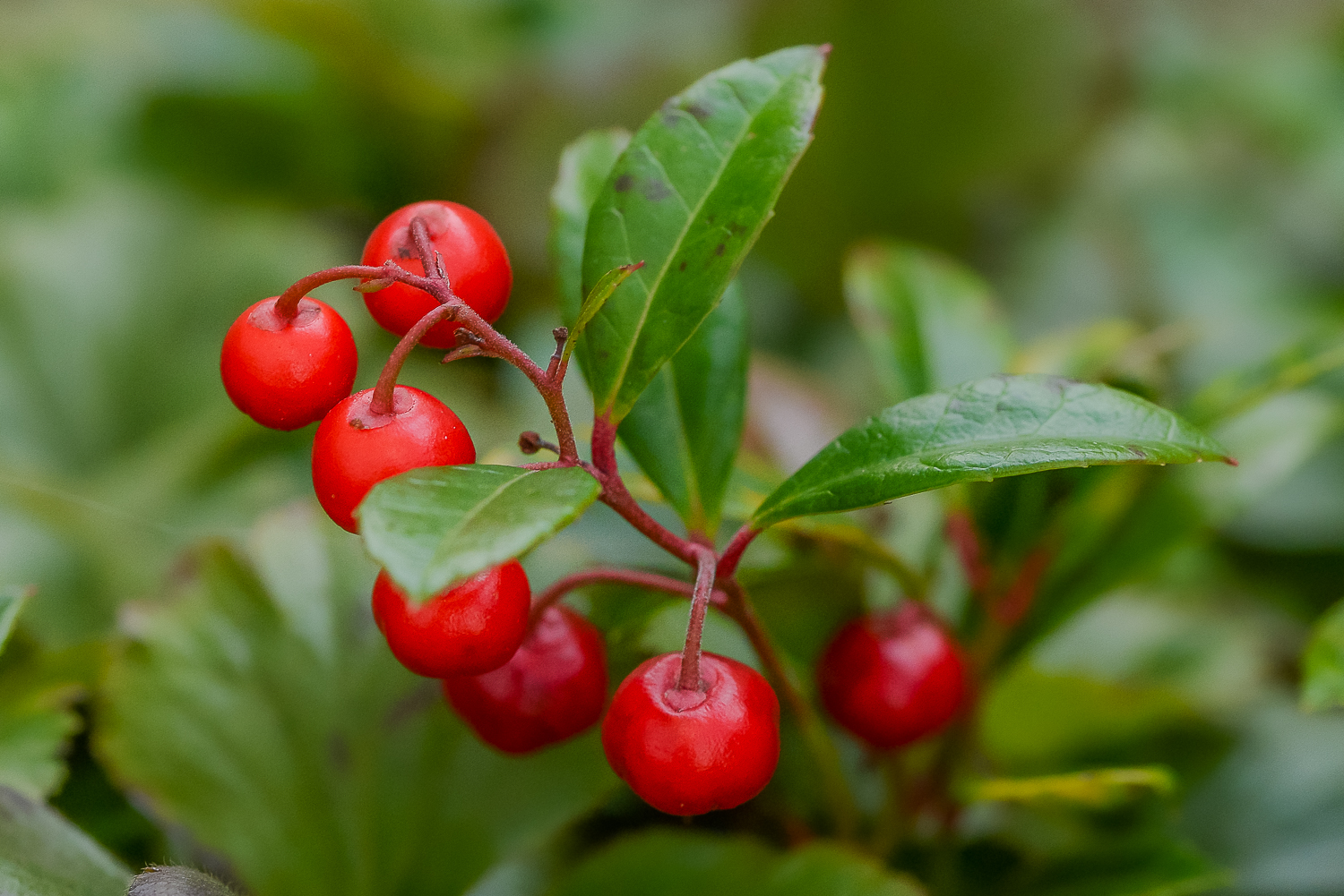 Durfte „Ardisia japonika“ sein.