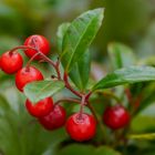 Durfte „Ardisia japonika“ sein.