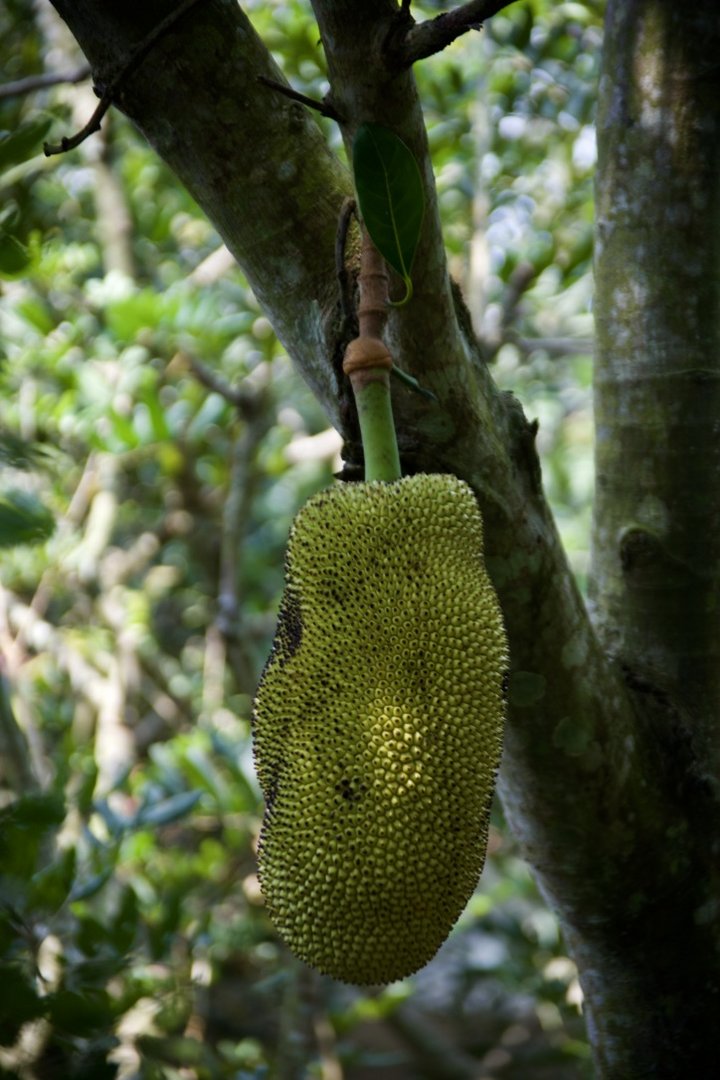 Durian