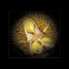 Durian