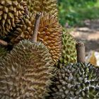 Durian