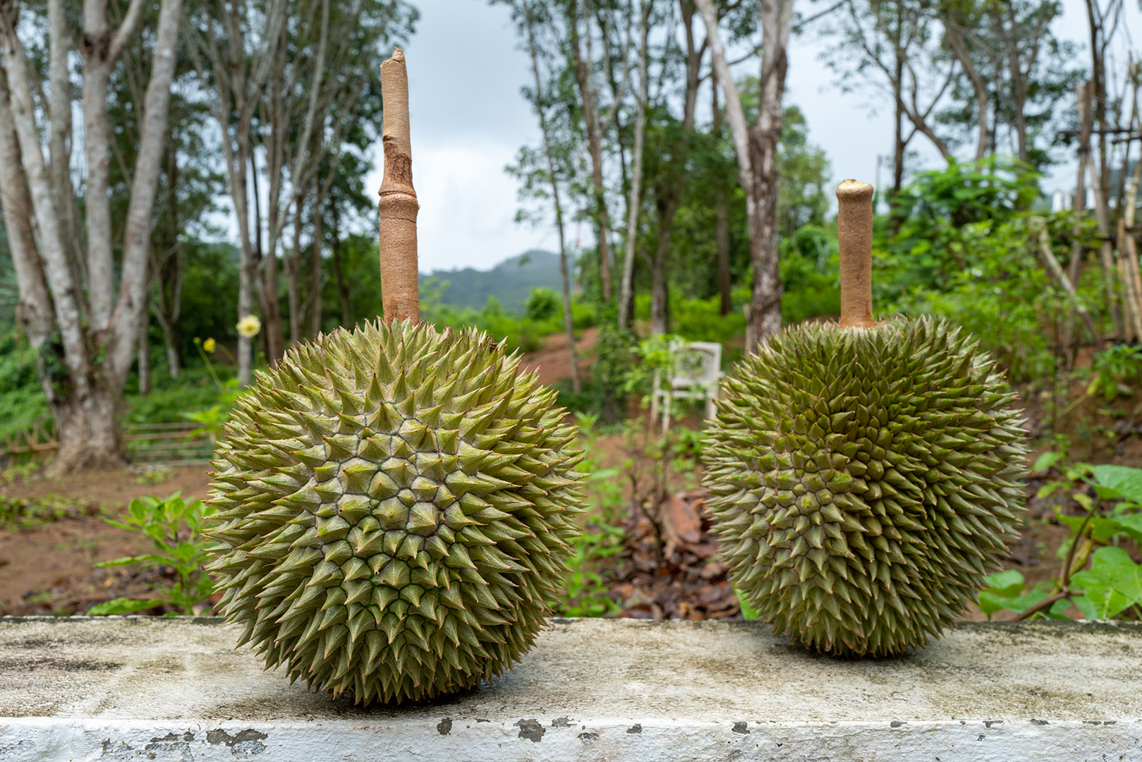 Durian