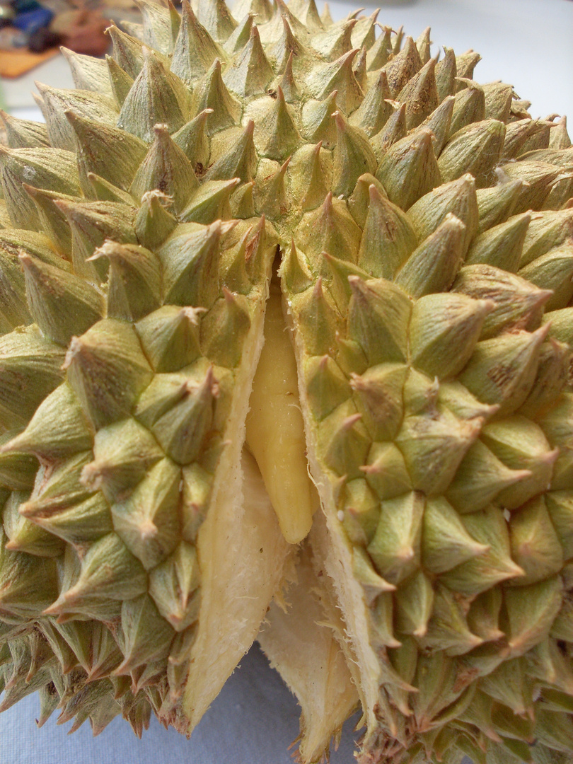 Durian in der Reife