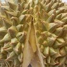 Durian in der Reife