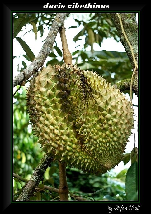 Durian - Stinkfrucht