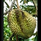 Durian - Stinkfrucht