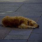 Durmiendo en la calle