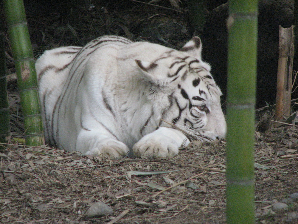 durmiendo.... que bueno es dormir.