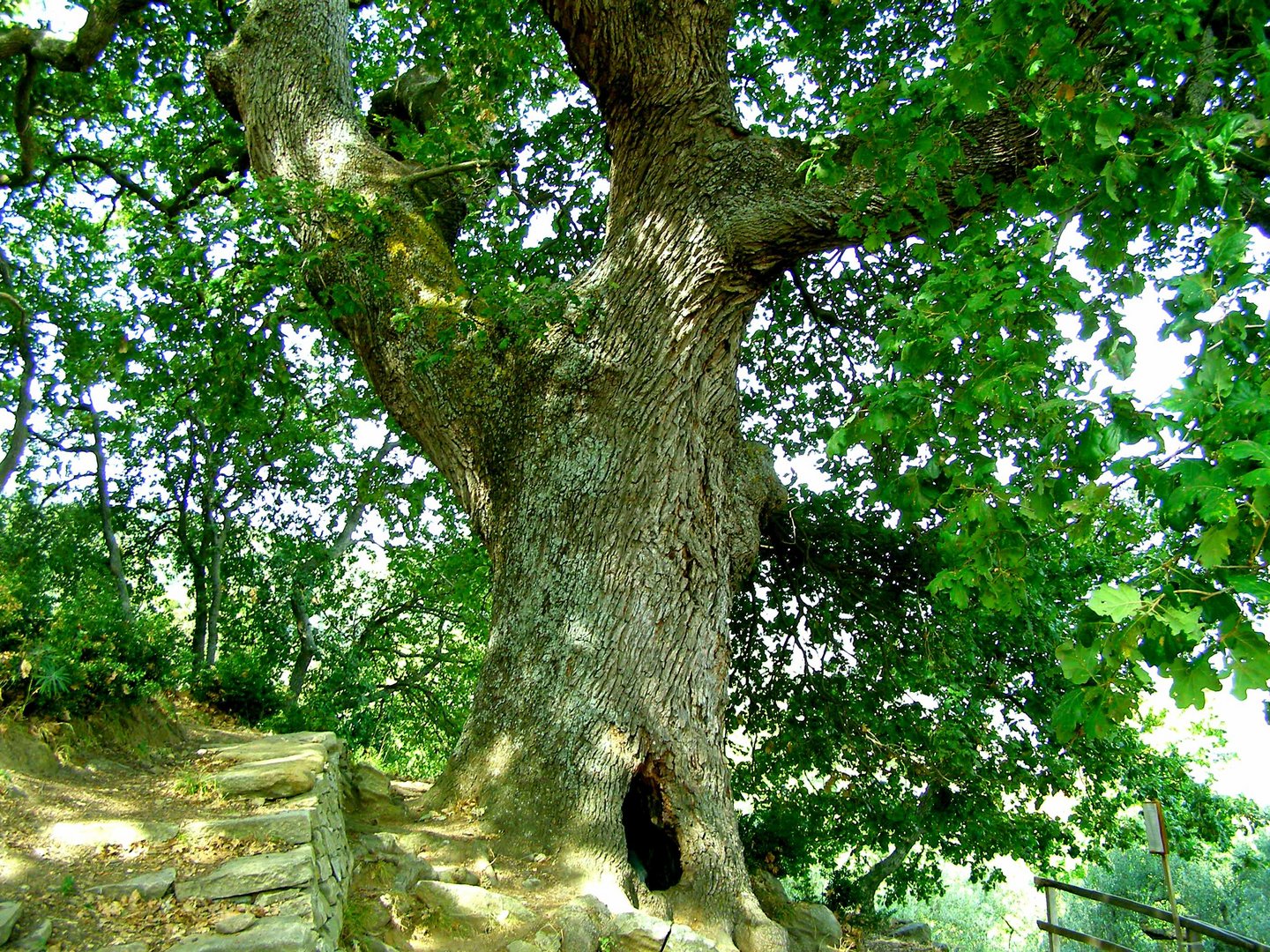 duro come una quercia