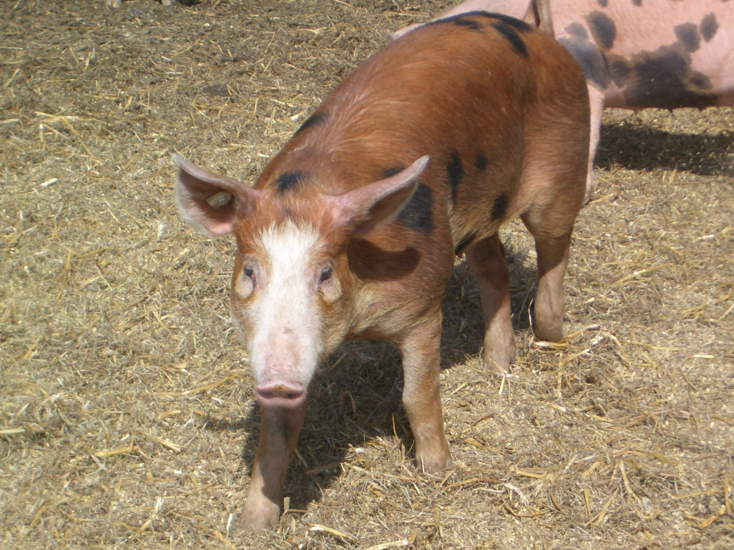 Duroc