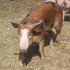 Duroc