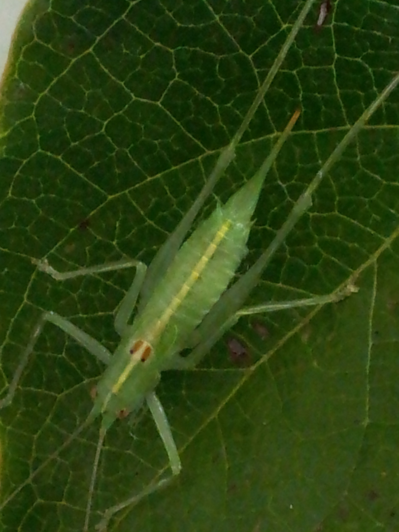 Dursichtige Insekte