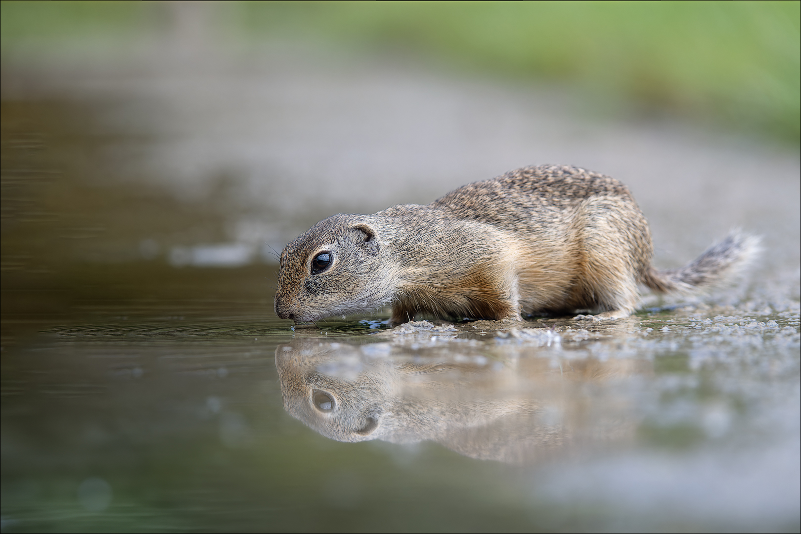 Durst... Foto & Bild tiere, wildlife, säugetiere Bilder auf