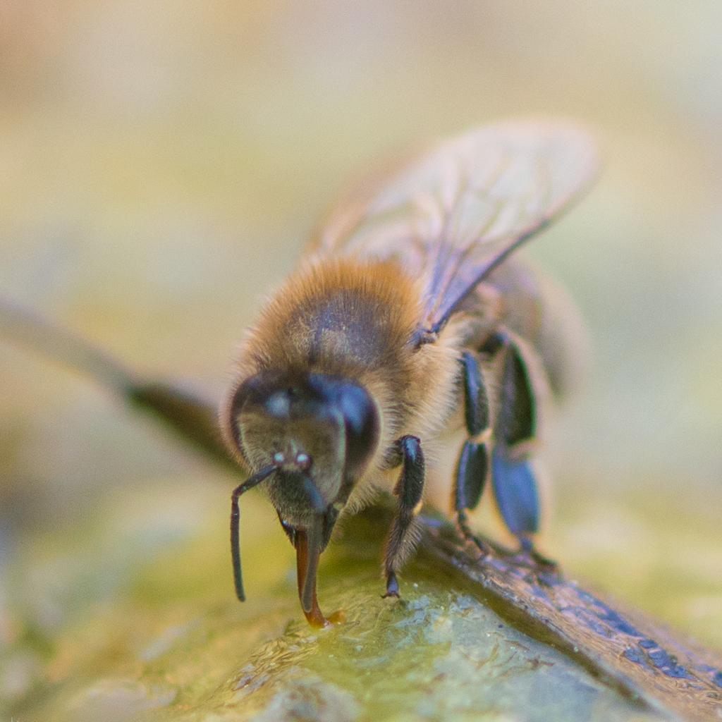 durst! Foto & Bild tiere, tierdetails, makro Bilder auf