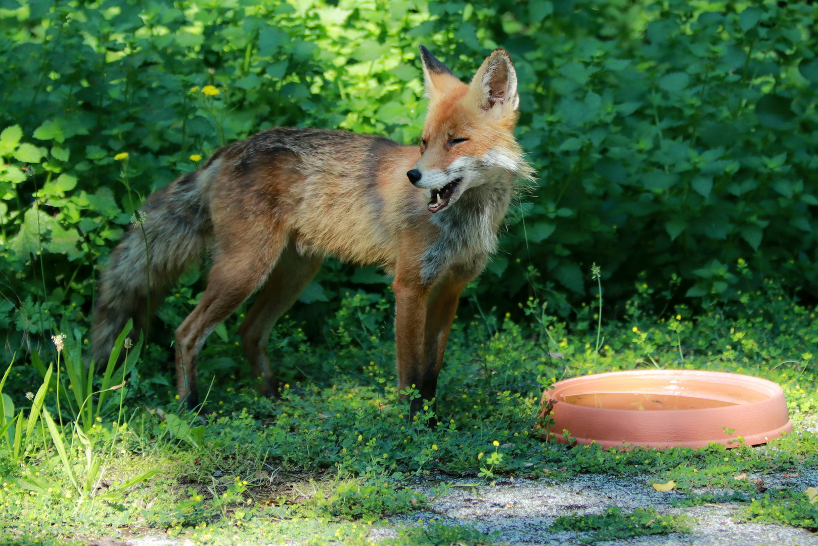 Durst an der Vogeltränke gelöscht