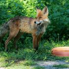 Durst an der Vogeltränke gelöscht