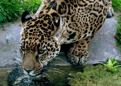 DURST - Bessie - das neue Krefelder Jaguarweibchen