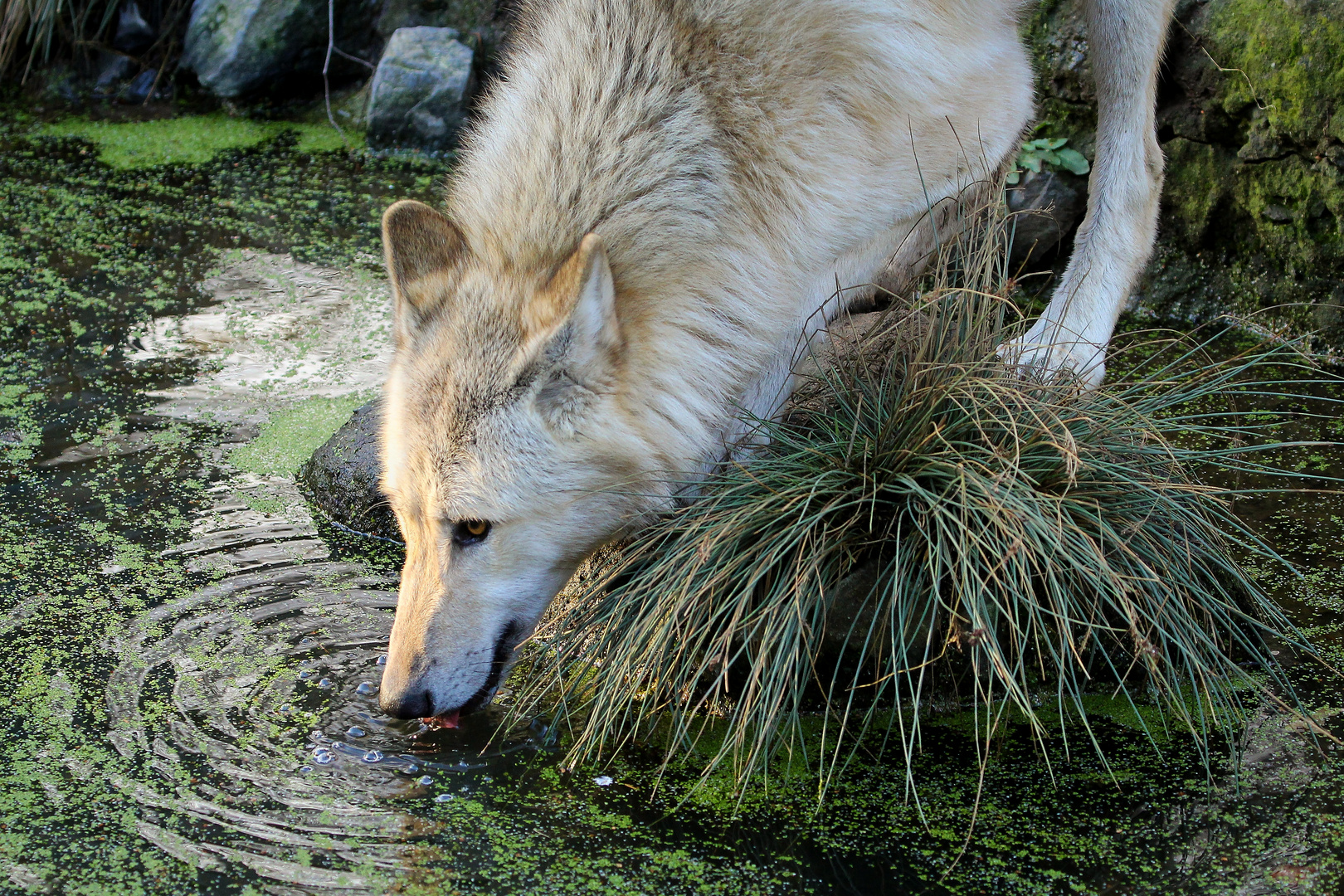 Durst Foto & Bild deutschland, europe, niedersachsen Bilder auf