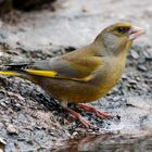 ". DURST. "      - Grünfink -  ( Carduelis Chloris )               