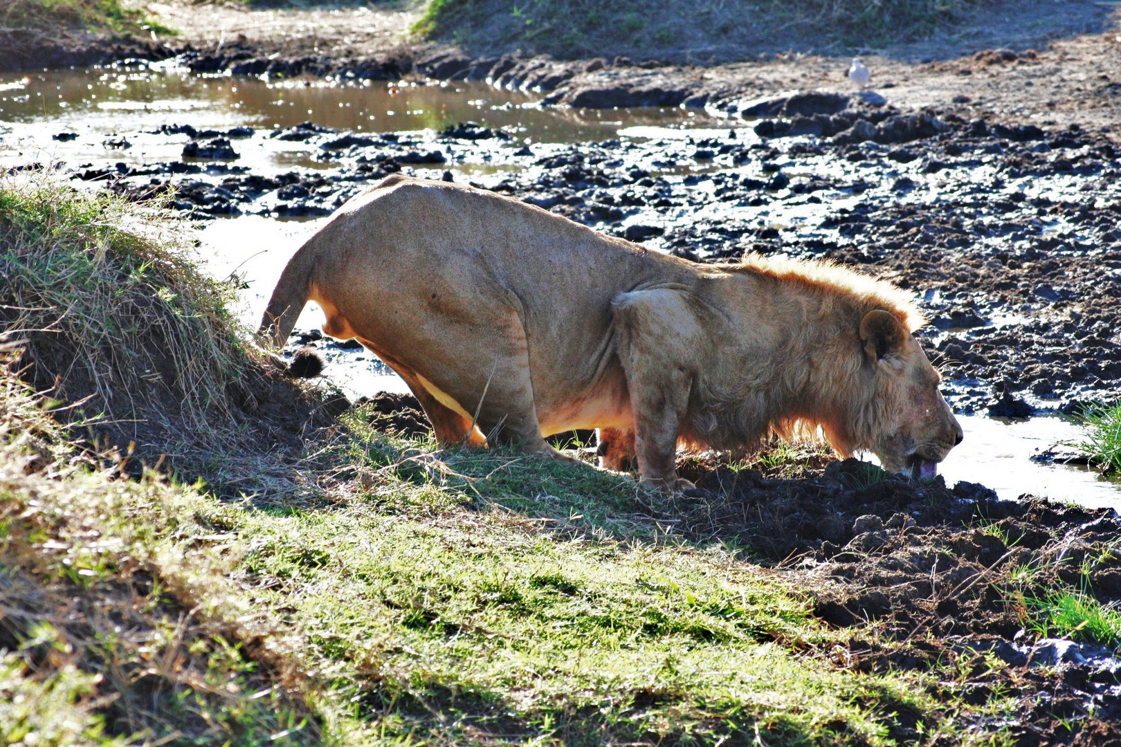 Durst in der Serengeti