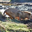 Durst in der Serengeti