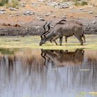 Durst löschen - 2 Kudu's am bzw. im Wasserloch