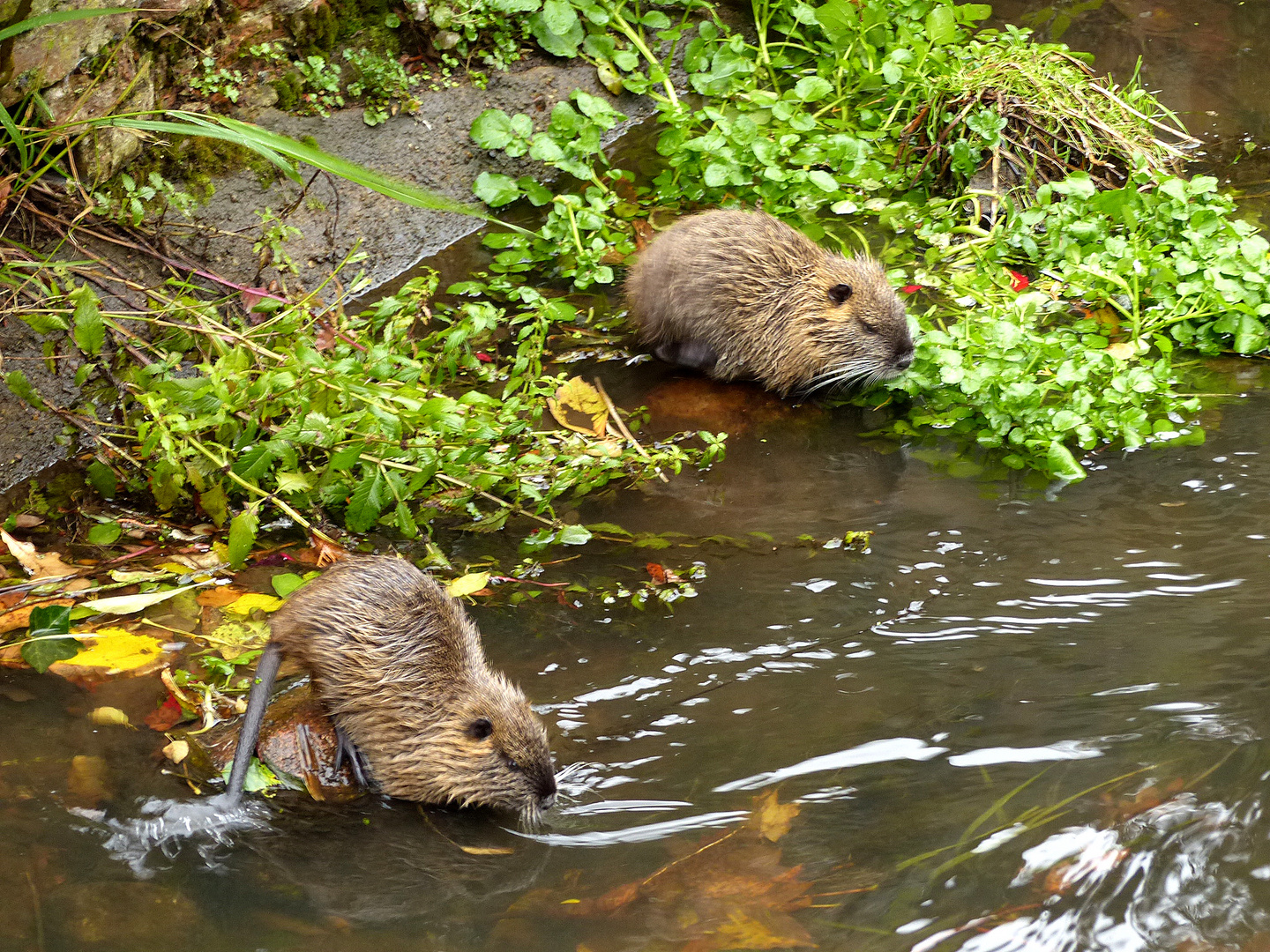 Durst ---- Nutria-Ehepaar in der Jeetze (Fluss in Salzwedel)