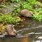 Durst ---- Nutria-Ehepaar in der Jeetze (Fluss in Salzwedel)