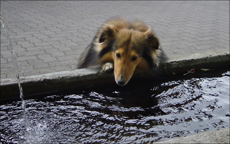 Durst-Sheltie