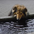 Durst-Sheltie